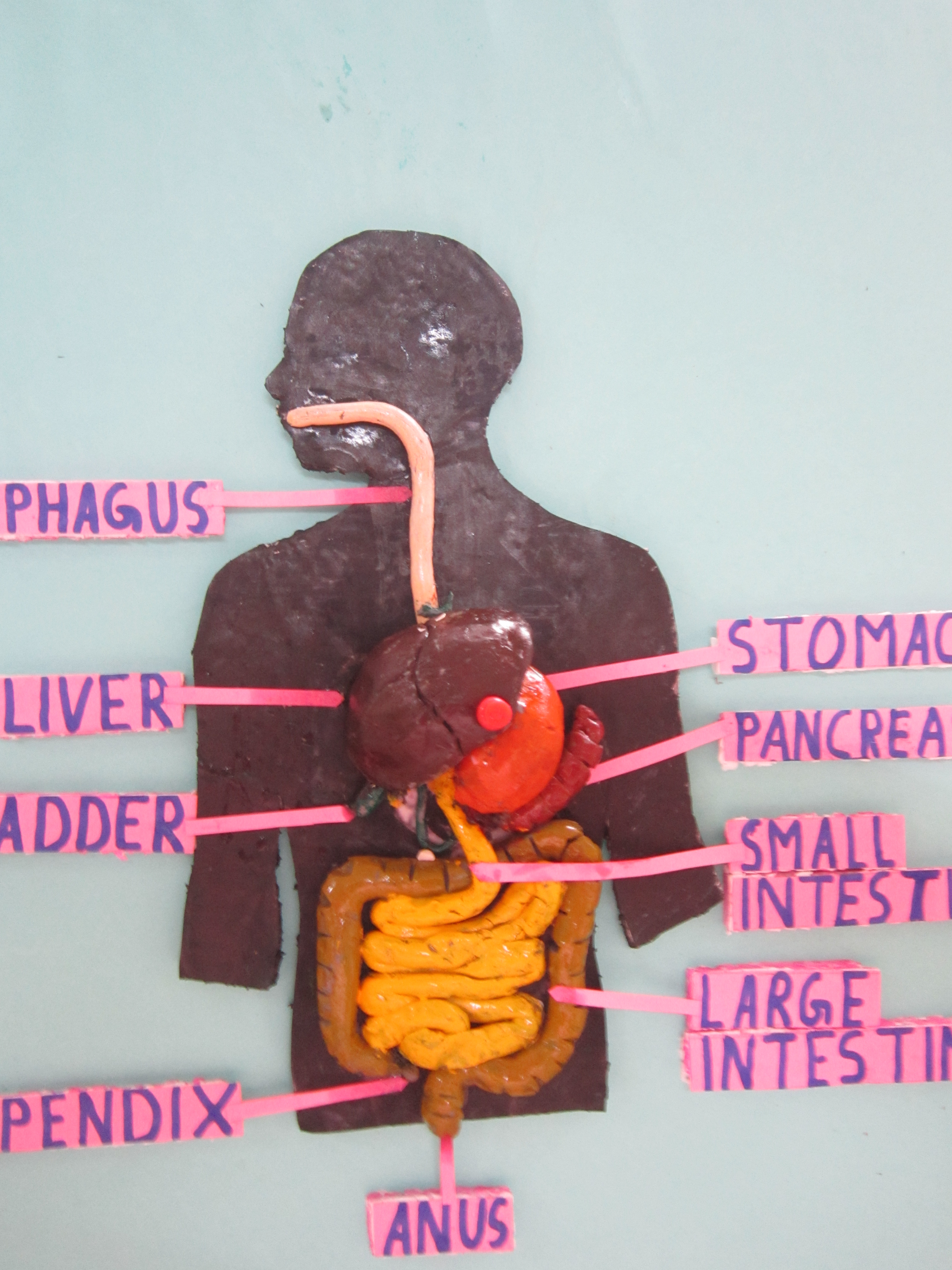 how to make a digestive system model using recycled materials
